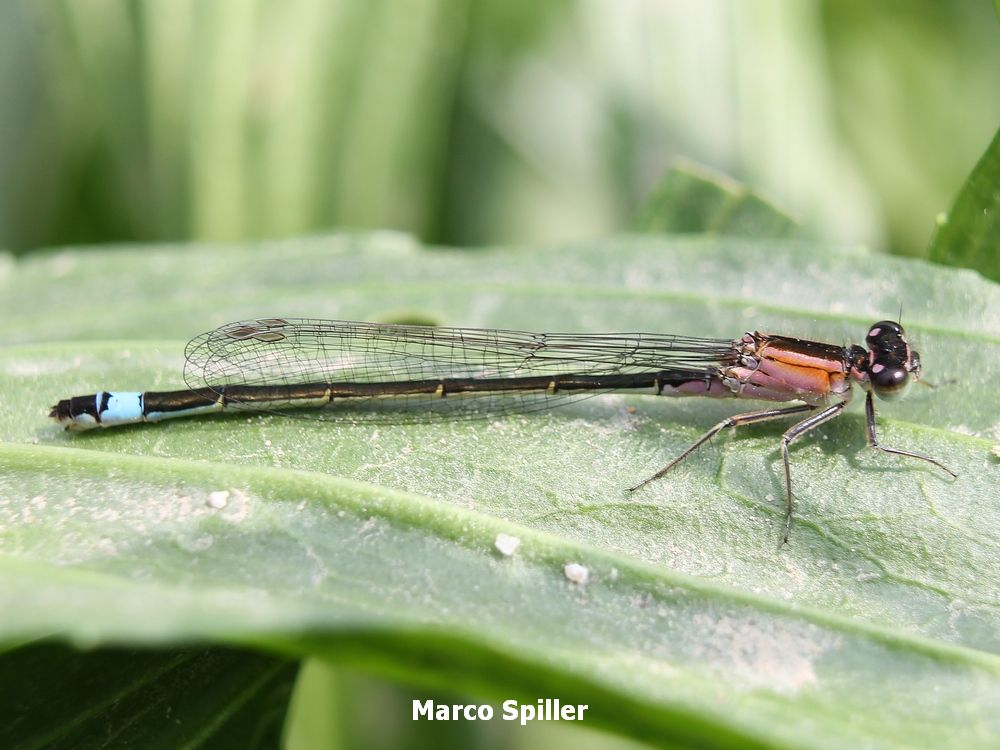 femmina immatura di Ischnura elegans (f. rufescens)